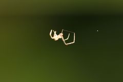Araneae