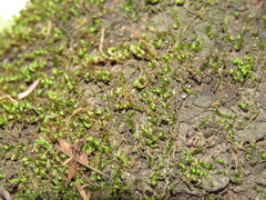 Entodontopsis nitens