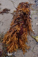 Fucus vesiculosus