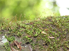 Entodontopsis nitens