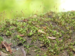 Entodontopsis nitens