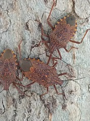 Apodiphus integriceps