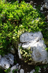 Galium noricum