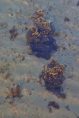 Fucus vesiculosus
