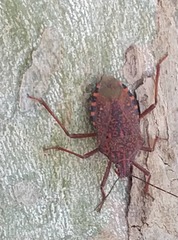 Apodiphus integriceps