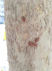 Apodiphus integriceps