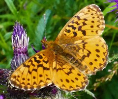 Boloria titania