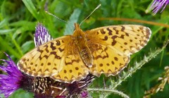 Boloria titania