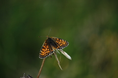 Melitaea deione