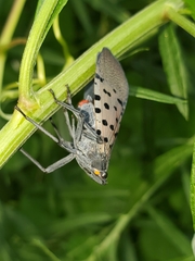 Lycorma delicatula