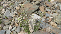 Draba lanceolata