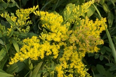 Solidago