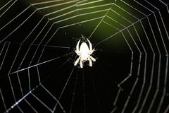 Eriophora