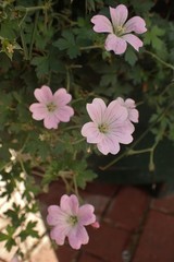 Geranium