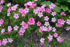 Geranium