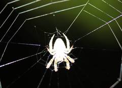 Eriophora