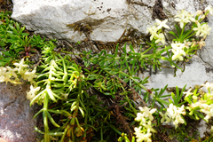 Galium noricum