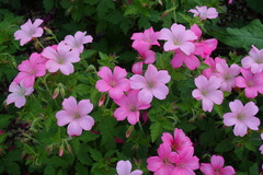 Geranium