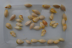 Ginkgo biloba