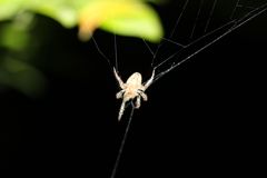 Araneidae