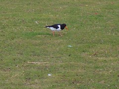 Haematopus ostralegus