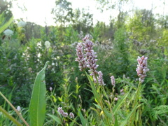 Persicaria