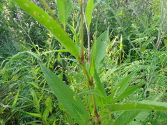 Persicaria
