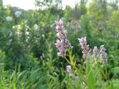 Persicaria