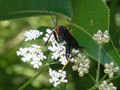 Exetastes fornicator nervulus