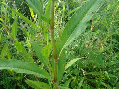 Persicaria