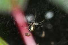 Linyphiidae