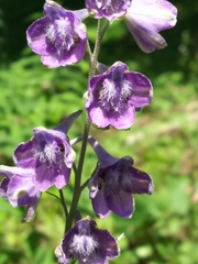 Delphinium exaltatum