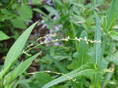 Persicaria