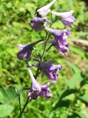 Delphinium exaltatum