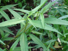 Persicaria