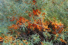 Hippophae rhamnoides