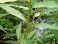 Persicaria