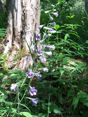 Delphinium exaltatum