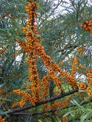 Hippophae rhamnoides