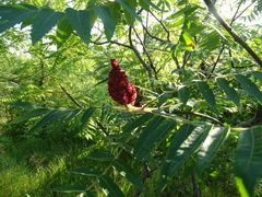 Rhus typhina