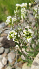 Draba lanceolata