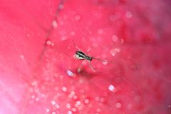 Linyphiidae