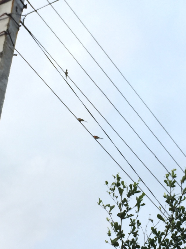 Small Minivet (Pericrocotus cinnamomeus)