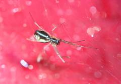 Linyphiidae