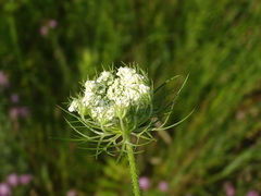 Daucus carota