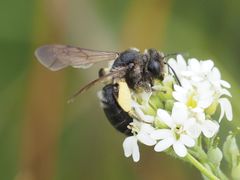 Andrena pilipes