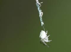 Araneidae