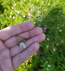 Alisma plantago-aquatica
