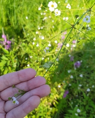 Alisma plantago-aquatica
