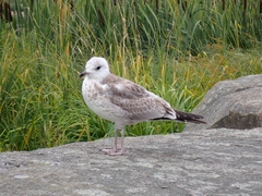 Larus canus